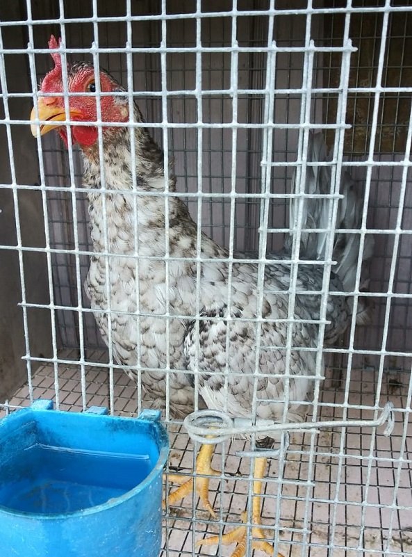 Registro Banca Los Rebelde