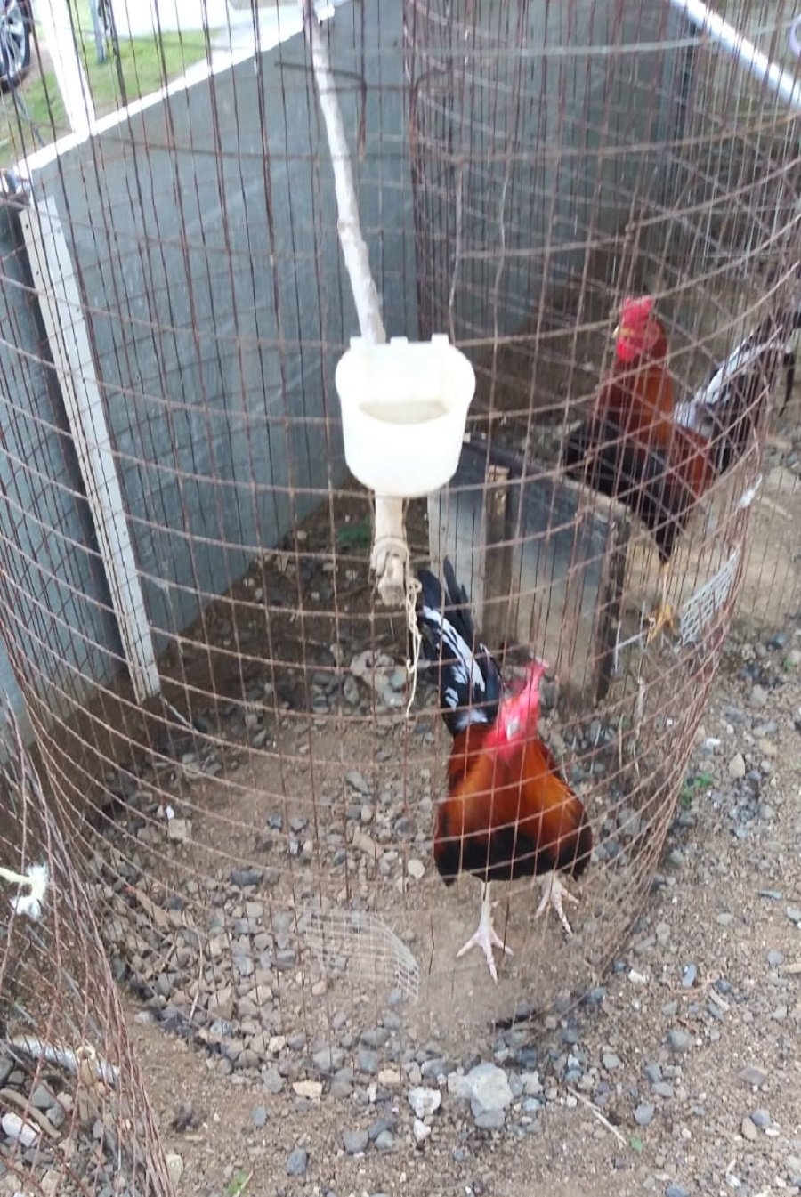 Registro Banca Los Rebelde