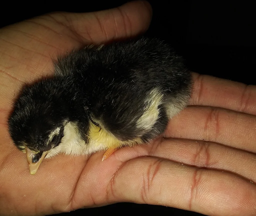 Registro Banca Los Rebelde