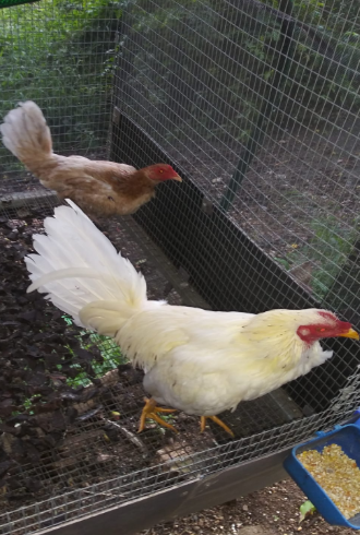 Registro Banca Los Rebelde