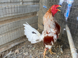 Registro Banca Los Rebelde