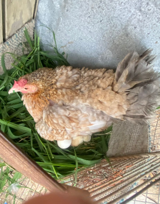 Registro Banca Los Rebelde