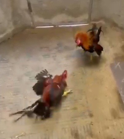 Registro Banca Los Rebelde