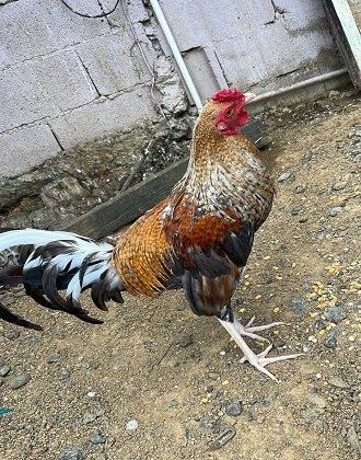 Registro Banca Los Rebelde