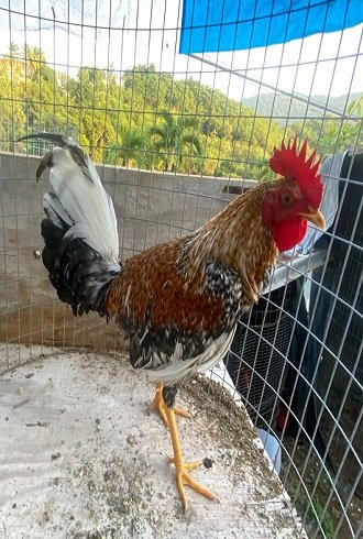 Registro Banca Los Rebelde