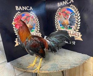 Registro Banca Los Rebelde