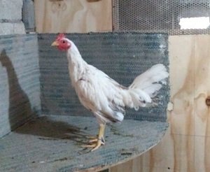 Registro Banca Los Rebelde