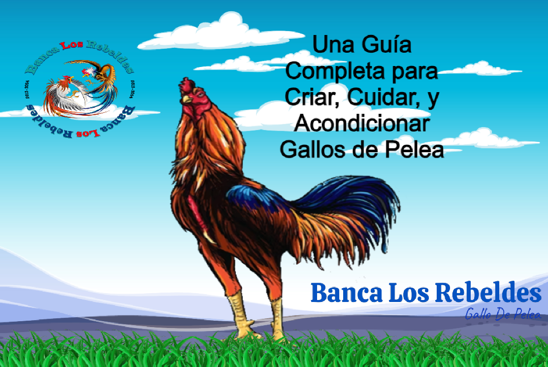 Acondicionamiento De Días Cuido Consejos Y Punteo