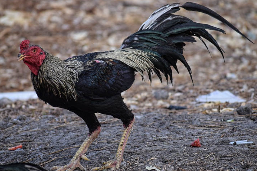 Crianza De Gallos Y Pollos Gallos De Pelea P R