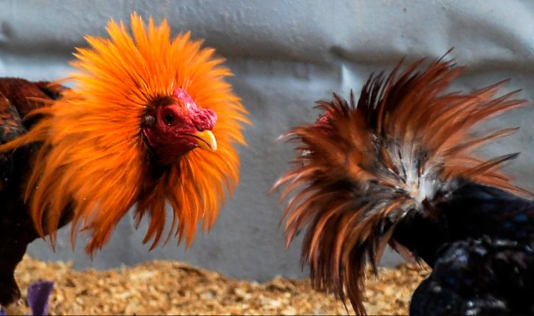Derechos Y Deberes Del Criador De Gallos De Pelea