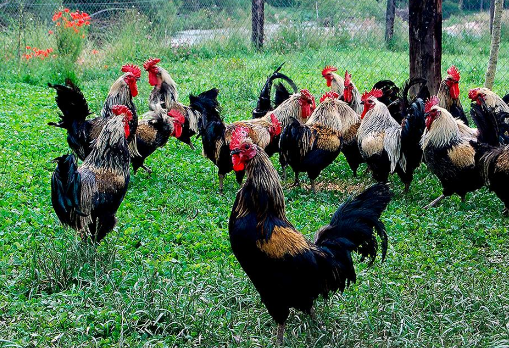 Derechos Y Responsabilidades del Criador de Gallos