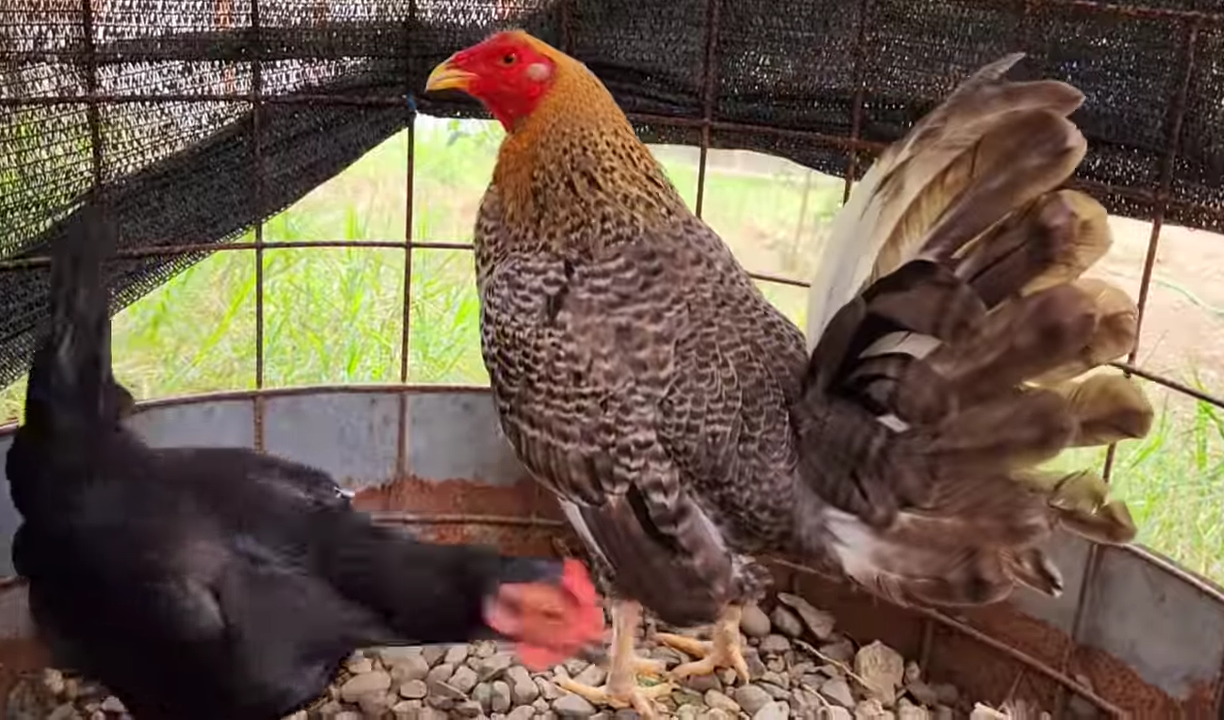 Descubriendo Casta entre Gallo Gallinaceo Y Gallina Gallinacea