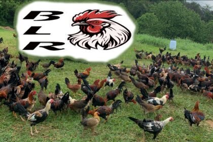 El Mundo Avícola Transformando la Crianza De Gallos