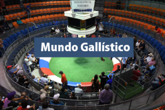 El Mundo Gallístico Entre Tradicion, Legislación y Controversia
