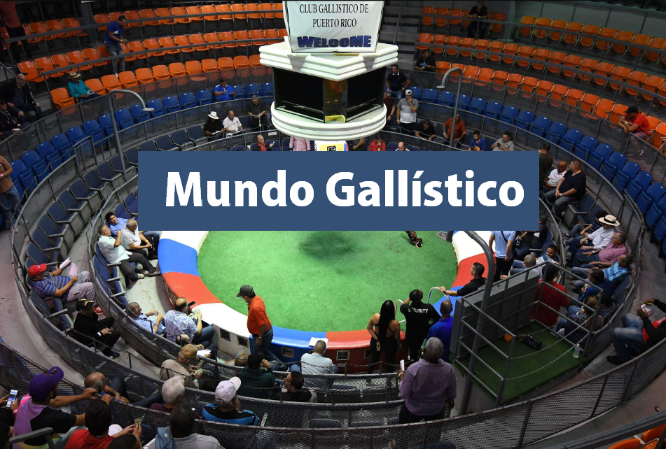 El Mundo Gallístico Entre Tradicion, Legislación y Controversia
