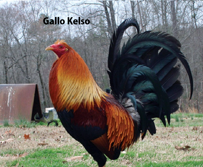 Gallo Kelso