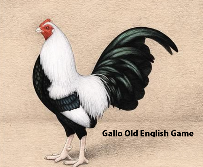 Gallo Old English Game
