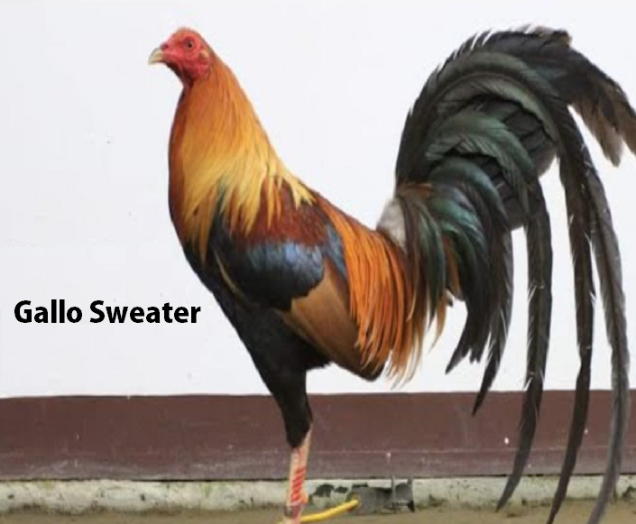 Gallo Sweater