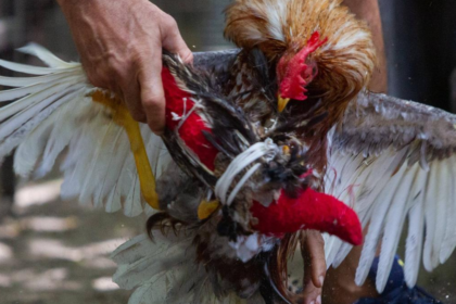 La Buena Preparación de los Gallos De Combate