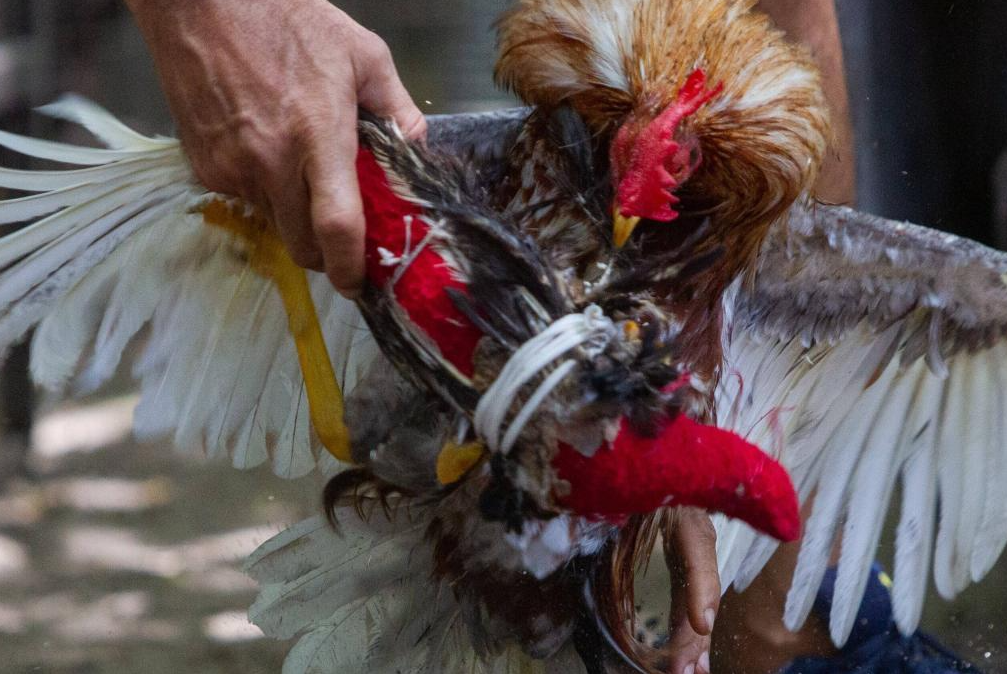 La Buena Preparación de los Gallos De Combate