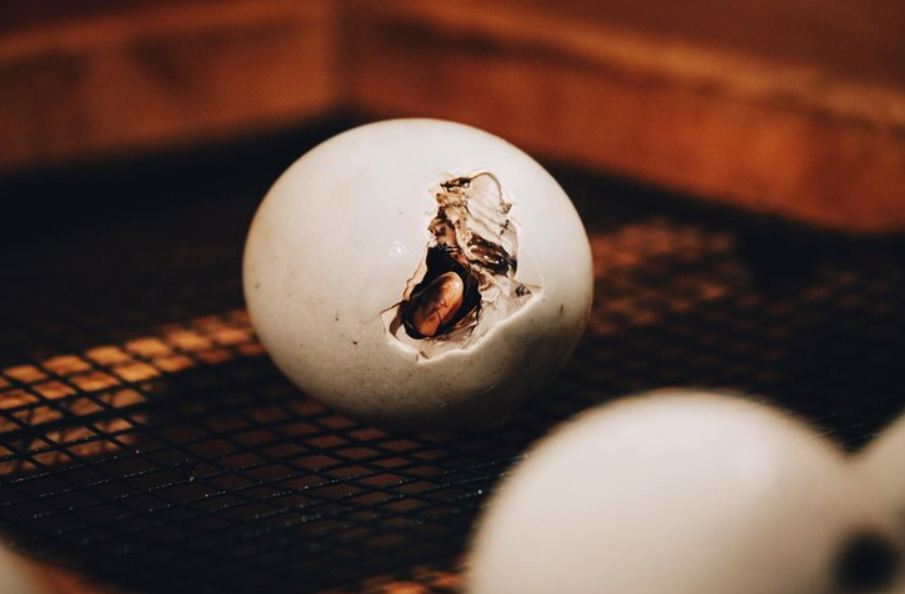 La Incubación De Huevos Gallo Fino De Pelea