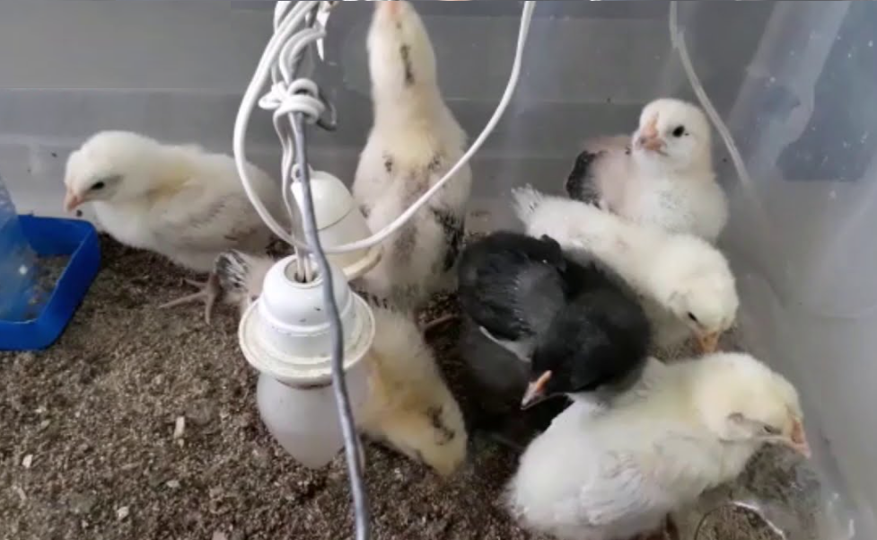 La Incubación de Huevos de Gallos de Pelea Un Arte y una Ciencia