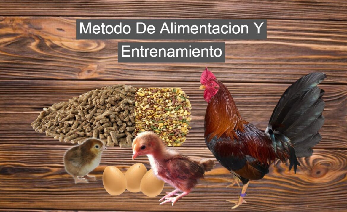 Metodo De Alimentacion Y Entrenamiento Para Un Gallo