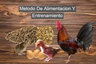 Metodo De Alimentacion Y Entrenamiento Para Un Gallo