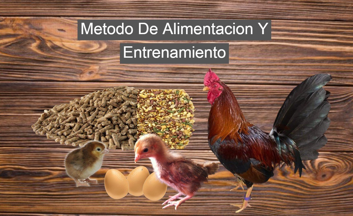 Metodo De Alimentacion Y Entrenamiento Para Un Gallo