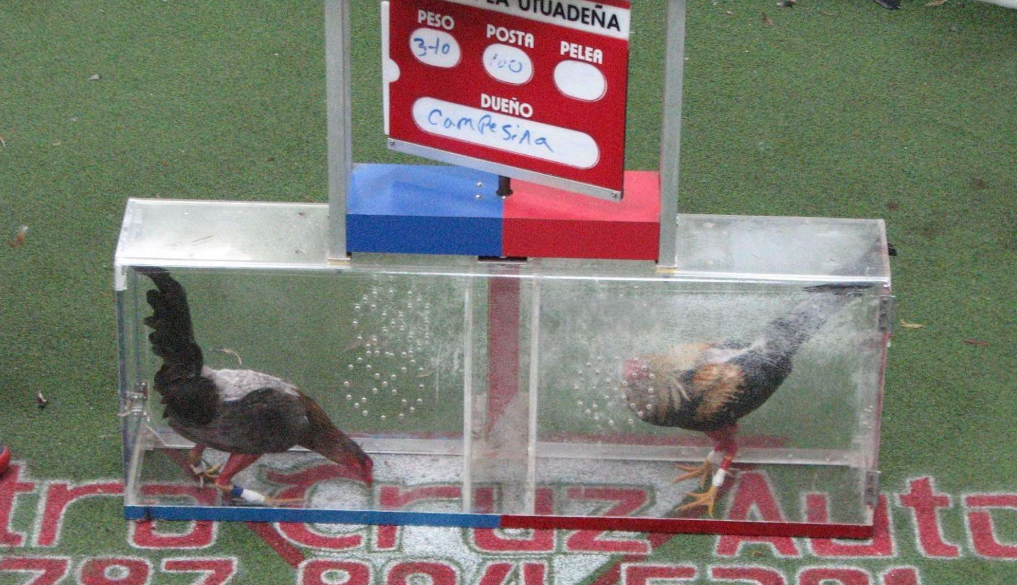Para Su Disfrute Y Apuestas Detalles Pelea De Gallo