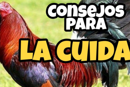Pasos Del Cuido De Un Gallo Secretos Revelados