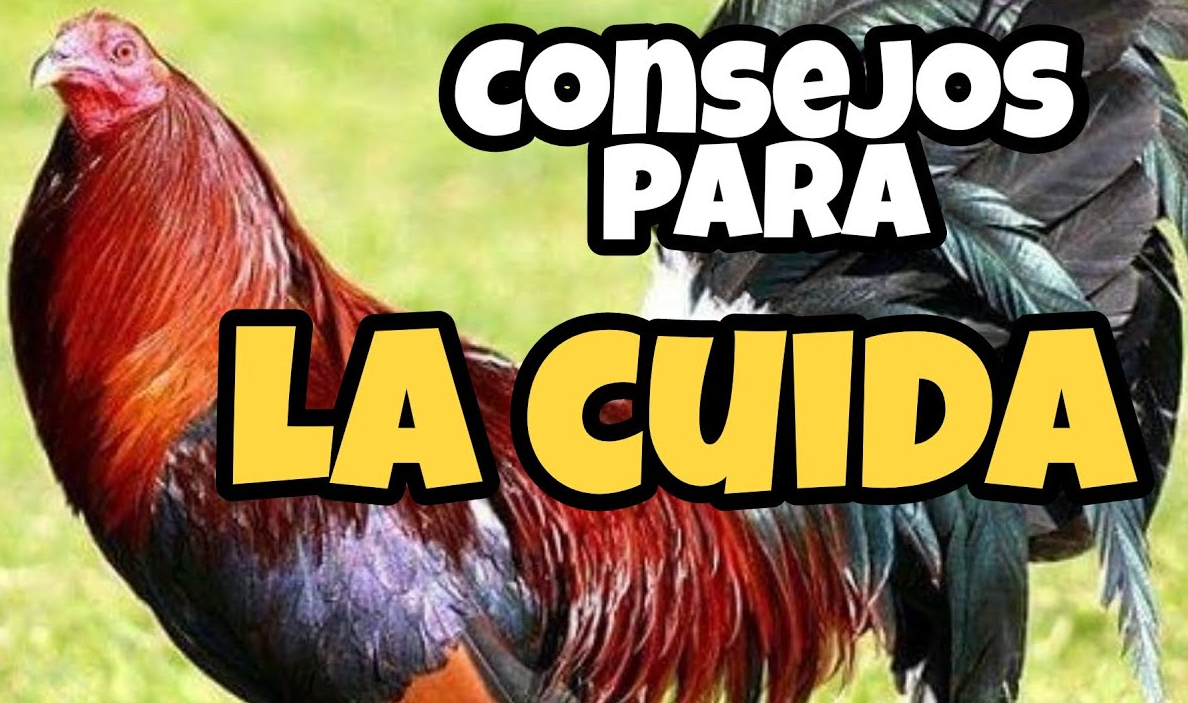 Pasos Del Cuido De Un Gallo Secretos Revelados