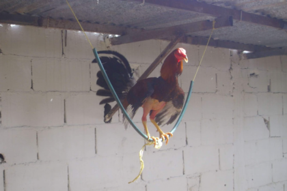 Secretos De Las Tácticas De Combate Entre Gallos