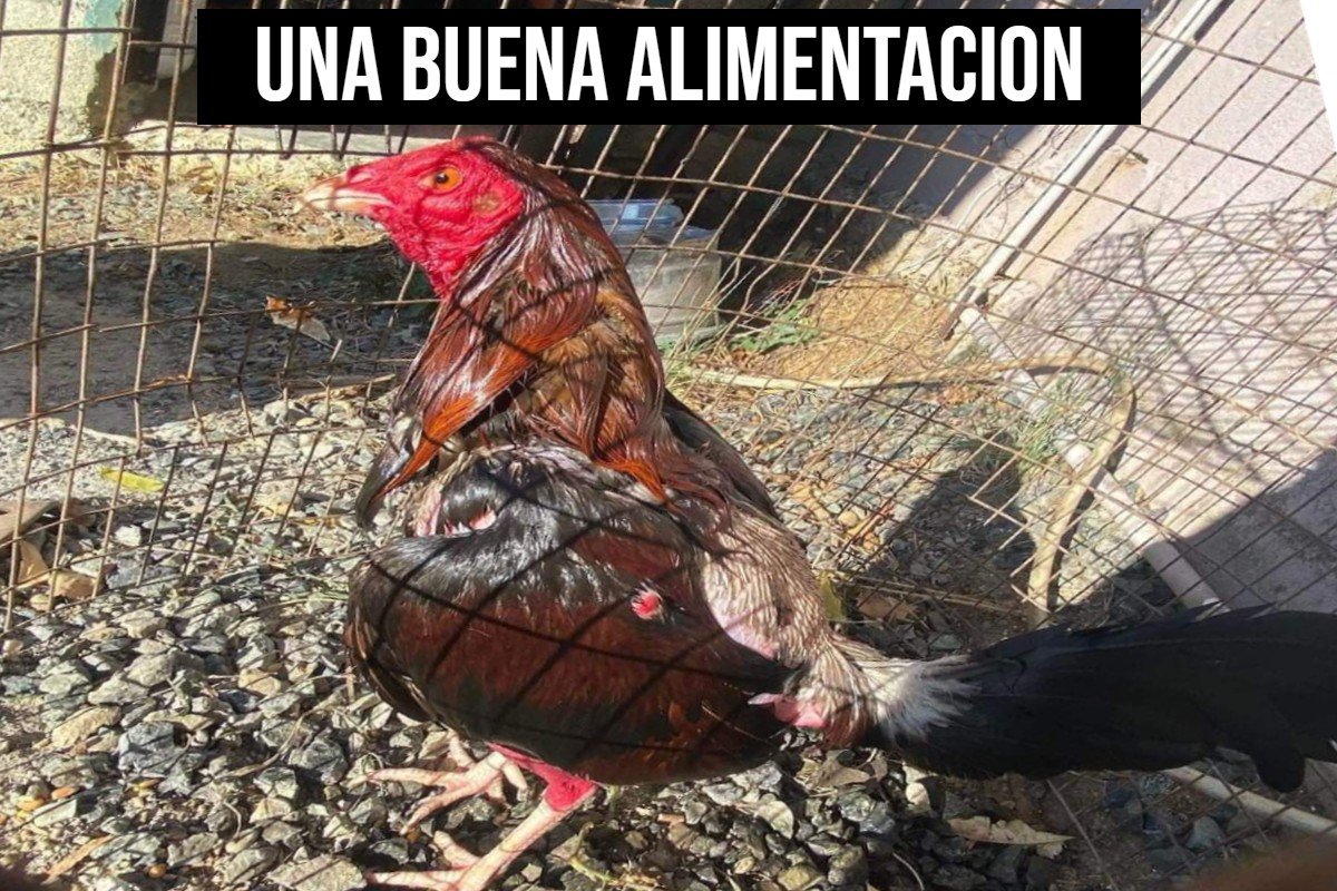 Una Buena Alimentacion Previa Al Ejercicio Para Tu Gallo
