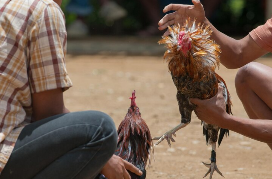 Como Puedo Identificar un Buen Gallo De Pelea 2