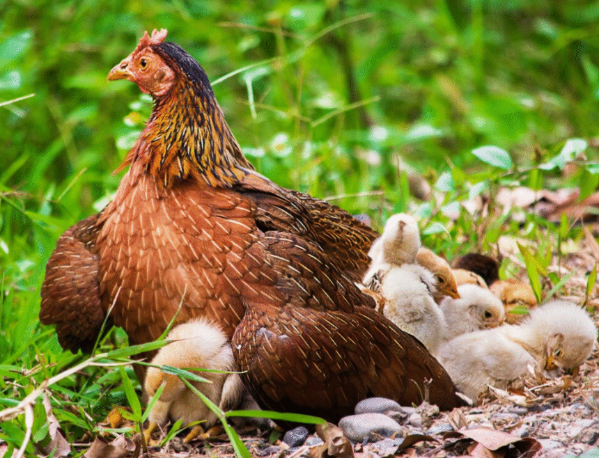 Criar Gallos De Pelea Una Tradición Antigua Secretos Modernos