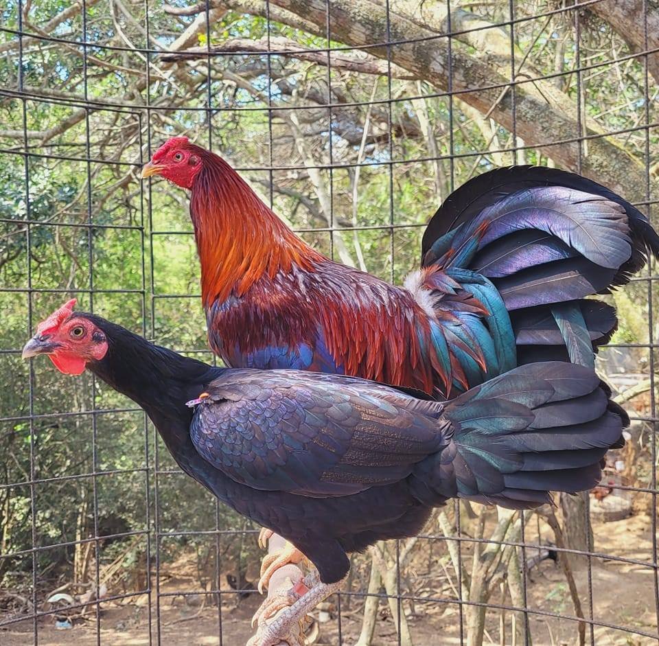 Cuantas Razas De Gallos De Peleas Existen
