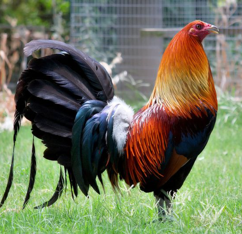 Historia De Un Criador De Gallos De Pelea