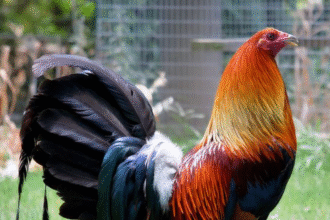 Historia De Un Criador De Gallos De Pelea