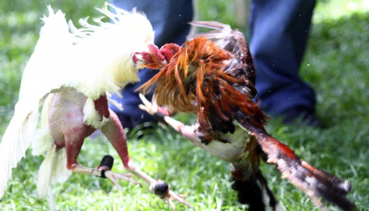 Historia De Un Criador De Gallos De Pelea – Banca Los Rebeldes