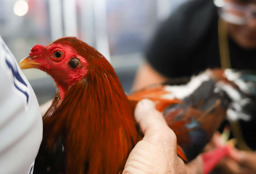 La Domesticación De Gallos Para El Propósito De Peleas