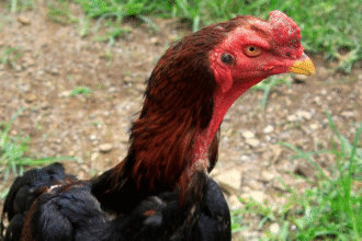 Los Gallos De Pelea Características Y Comportamiento