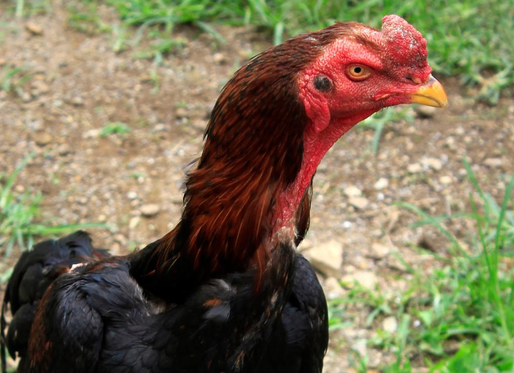 Los Gallos De Pelea Características Y Comportamiento