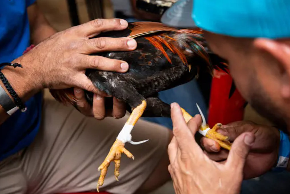 Peleas De Gallos En Puerto Rico Y Los Avances