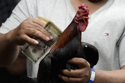 Regulación De Las Peleas De Gallos