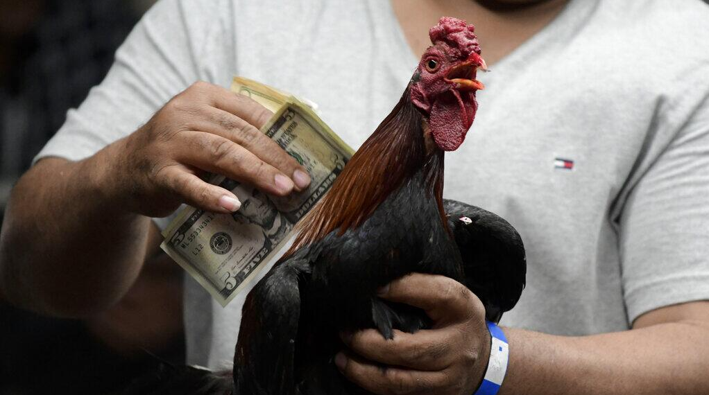 Regulación De Las Peleas De Gallos