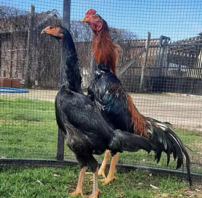 Shamo Los Gallos De Pelea Caracteristicas Y Comportamiento