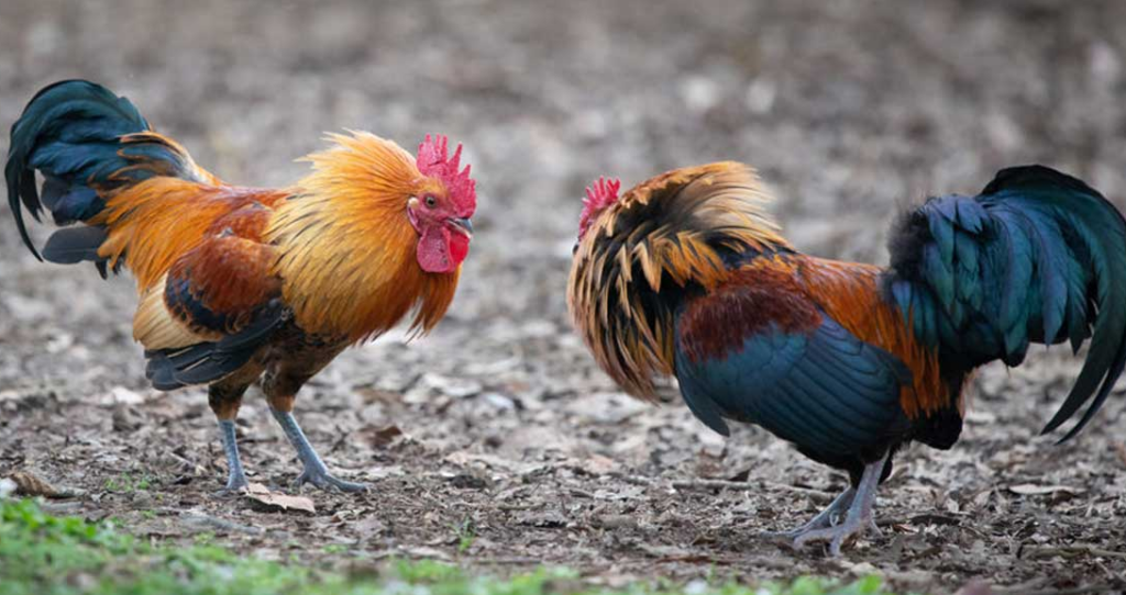 Estara Listo Como Saber Si Un Gallo Va A Ganar La Pelea 2