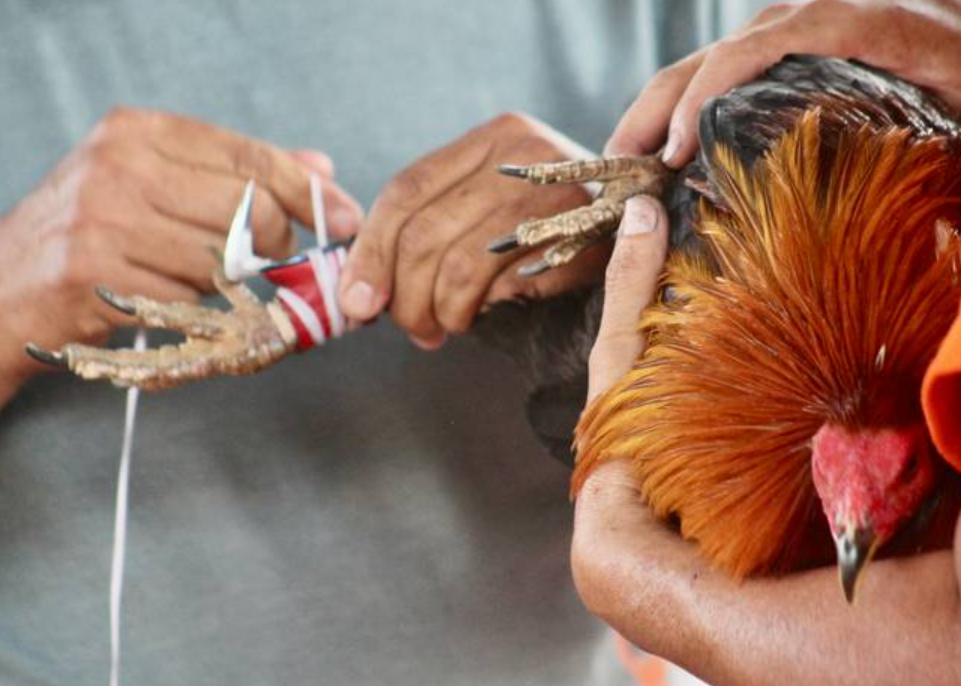 Las Peleas De Gallos En Morelos Tradicion Y Controversia