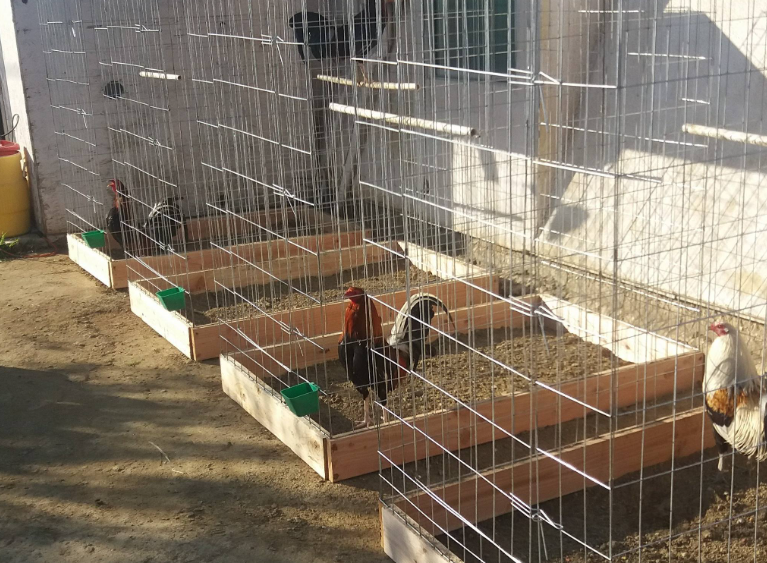 Fundamentos Esenciales en el Cuidado y Entrenamiento de Gallos de Combate 2